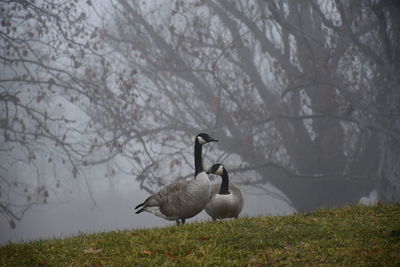 Geese in fog