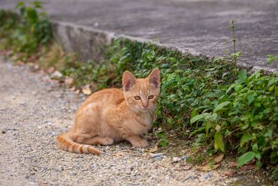 Portrait of ginger cat on footpath