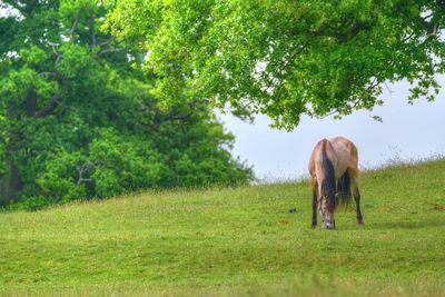 Horse grazing in a field
