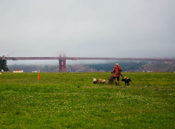 Horse in a field