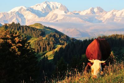 Scenic view of field and mountains against sky