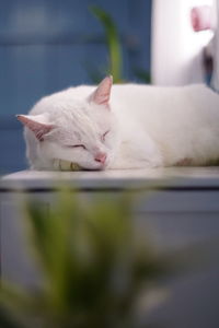 Close-up of a cat sleeping