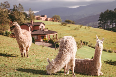 Llamas grazing and pasturing in a field
