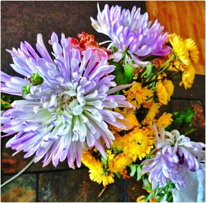 Close-up of purple flowers blooming outdoors