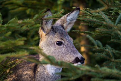 Close-up of deer