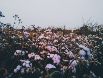 Close-up of white flowering plants on field against sky