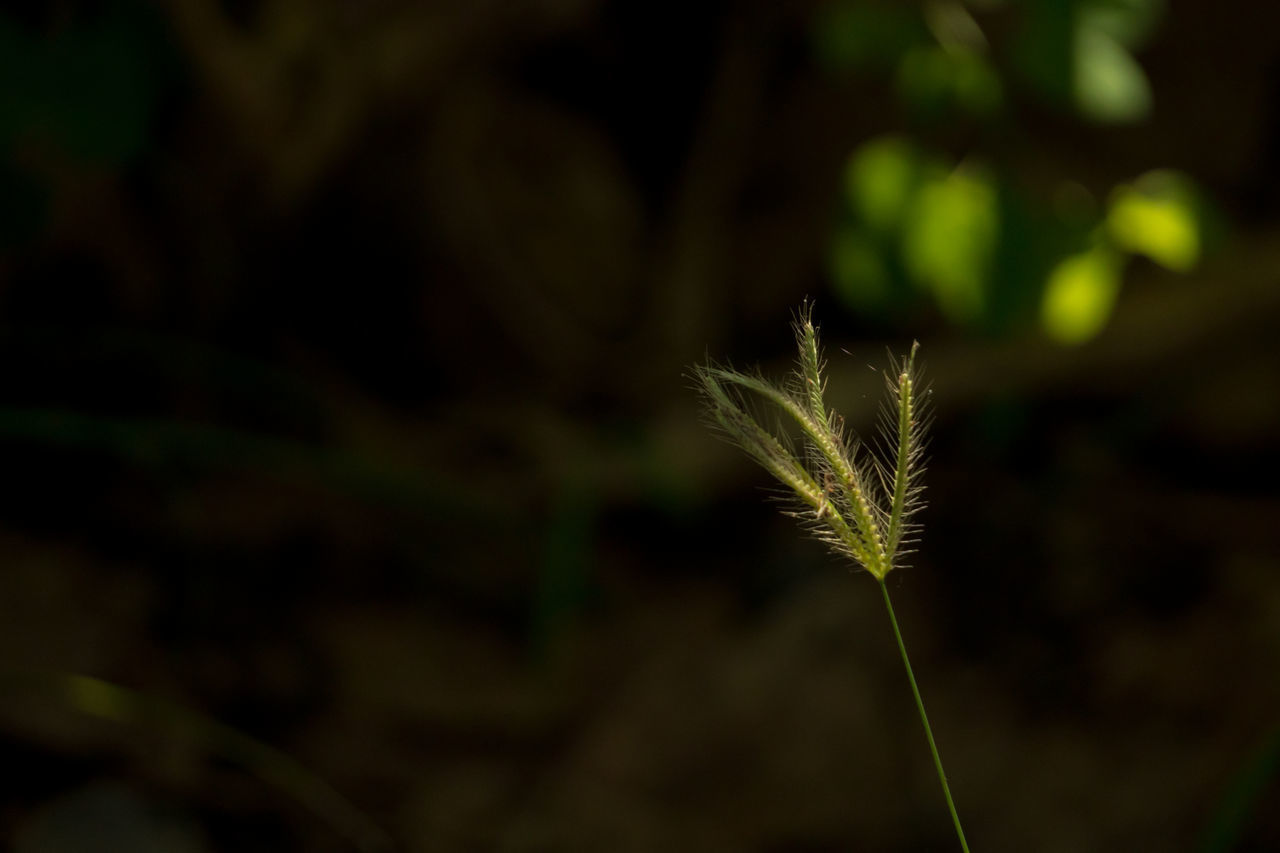 CLOSE-UP OF STALKS ON PLANT