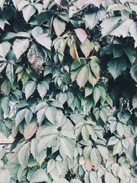 Full frame shot of leaves