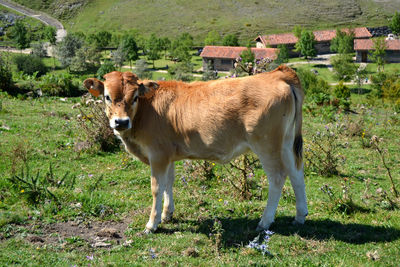 Cow standing on grassy field against mountains