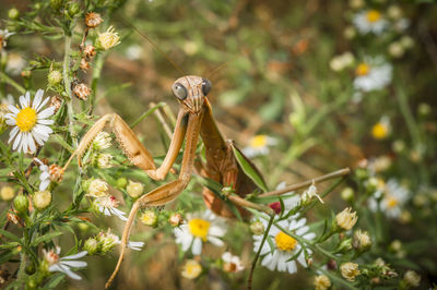 Close-up of insect on flowers