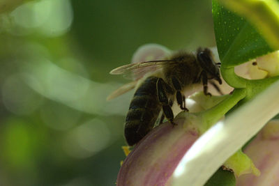Close-up of insect on leaf