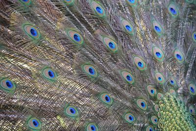 Extreme close up of peacock feathers