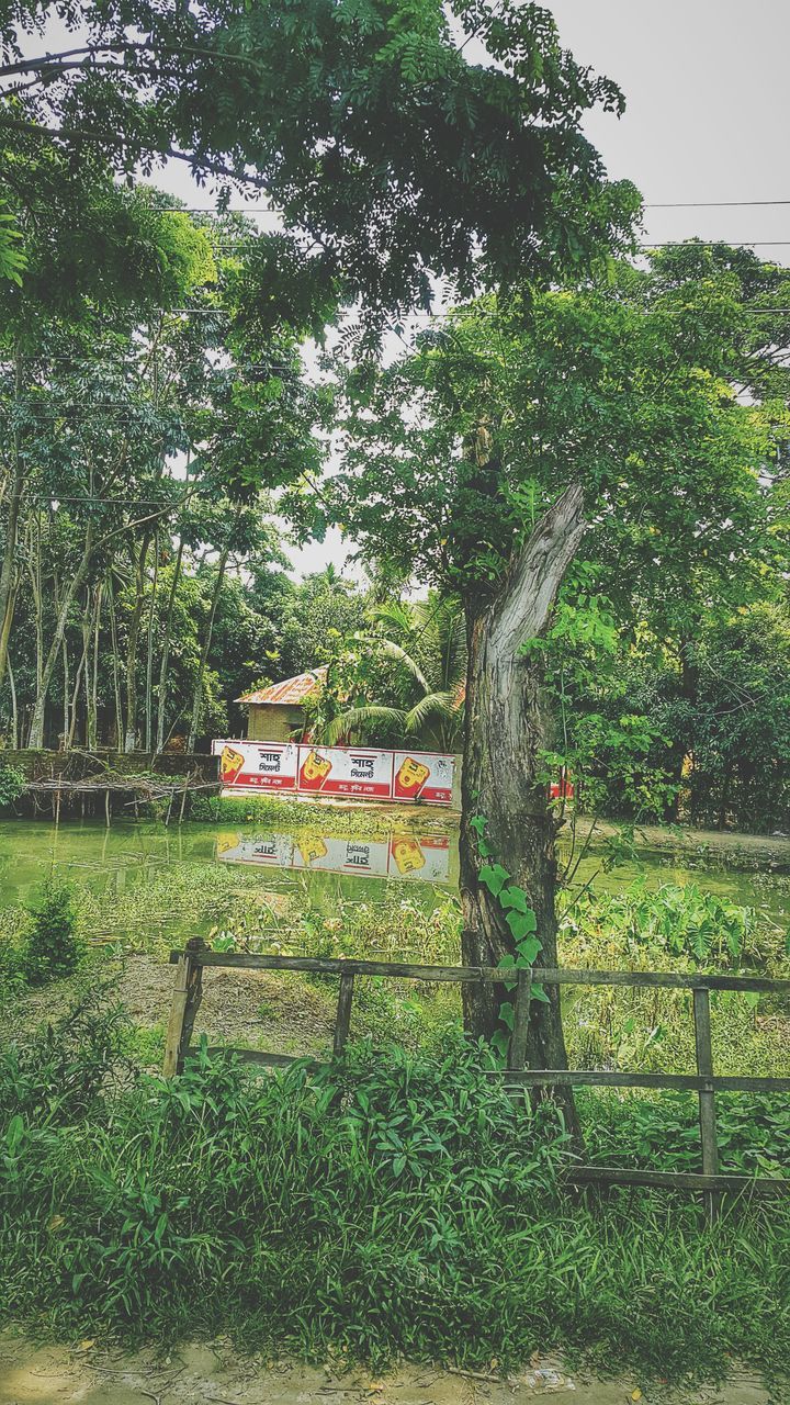 tree, green color, growth, grass, field, tranquility, plant, nature, fence, tranquil scene, day, built structure, branch, outdoors, park - man made space, bench, wood - material, no people, sky, landscape