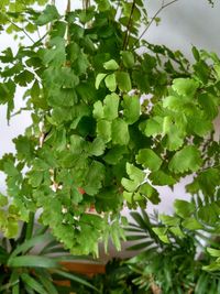 Close-up of fresh green plants