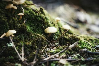 Close-up of mushroom on field