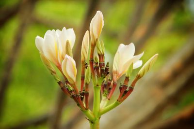 Close-up of white flowering plant