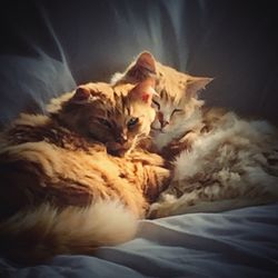 Close-up of cats resting