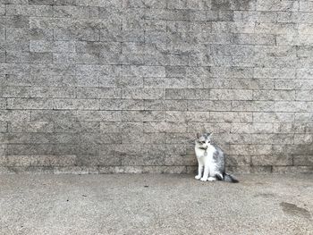 Cat relaxing on footpath