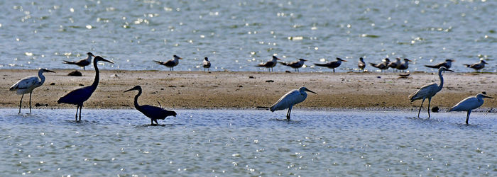 Herons and terns all together in group bird photos