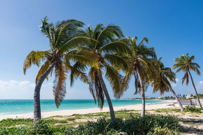 Palm trees on beach against blue sky