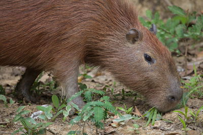 Closeup side on portrait of capybara hydrochoerus hydrochaeris head feeding on ground, bolivia.