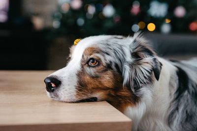  australian shepherd rested its head on the table.  sad dog eyes. puppy begs for food