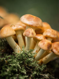 Close-up of mushrooms growing on field