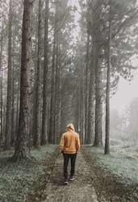 Rear view of man walking on street amidst trees in forest