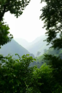 Scenic view of tree mountains against clear sky