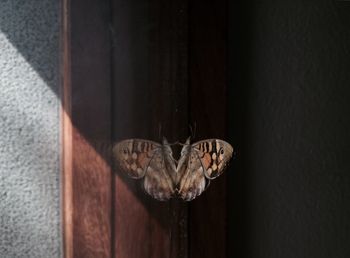 Close-up of wooden door