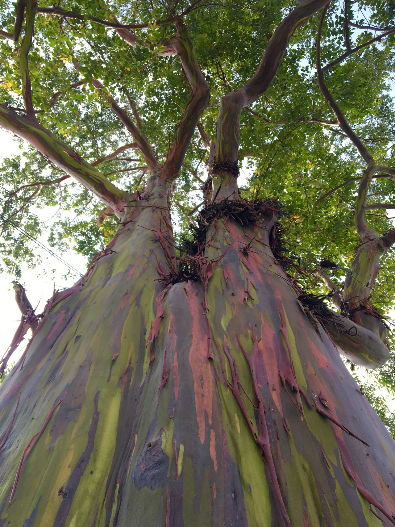 Colourful bark