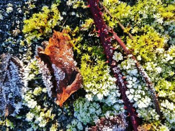 Plants growing on tree