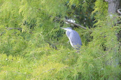 Bird perching on a field
