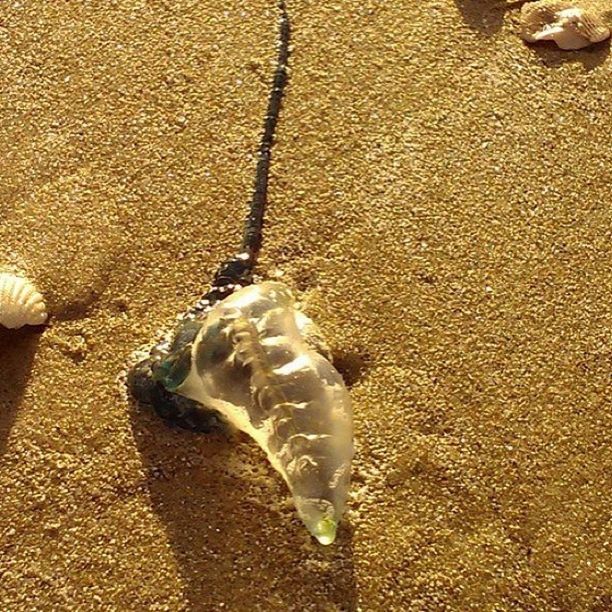 sand, beach, high angle view, close-up, sunlight, no people, textured, day, still life, nature, pattern, outdoors, shore, shadow, white color, wet, seashell, single object, water, street