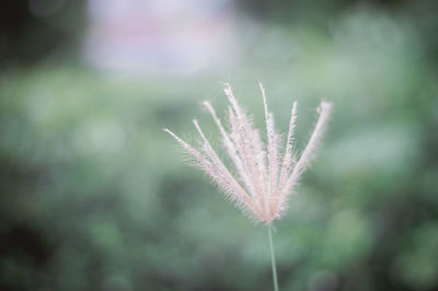 Close-up of plant