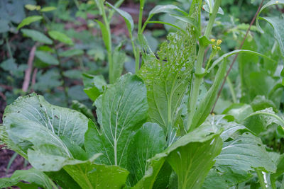 Close-up of raindrops on plant