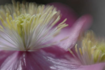 Close-up of flower against blurred background