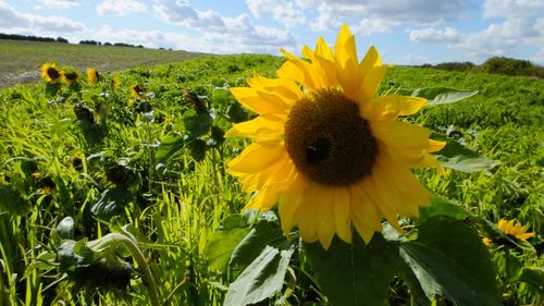 Close-up of sunflower field