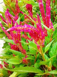 Close-up of red flowers