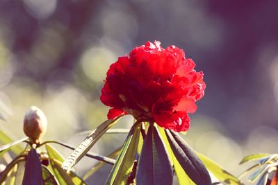 Close-up of red flowering plant