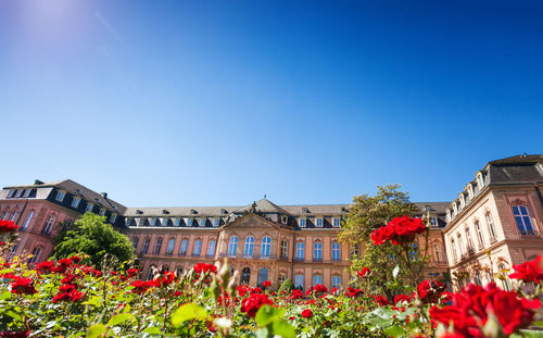 Low angle view of flowering plants against buildings