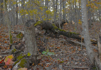 Plants and trees in forest
