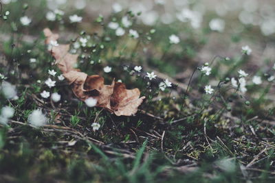 Close-up of plant growing on field