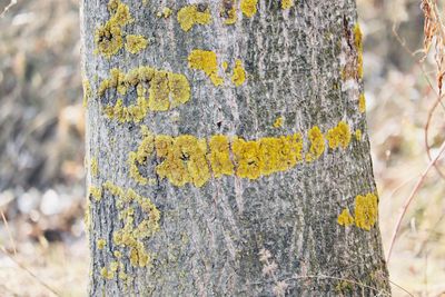 Close-up of lichen on tree trunk