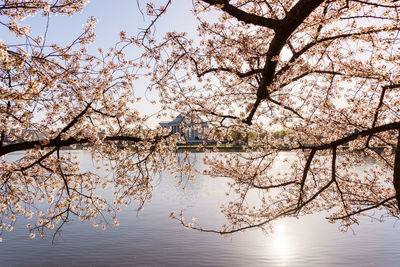 Cherry tree over lake by jefferson memorial against sky