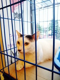 Close-up of cat in cage