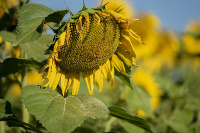 Close-up of sunflower on plant