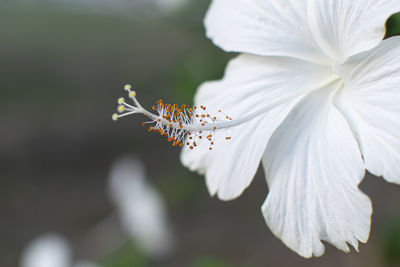 Close-up of butterfly on white flowering plant