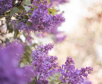 Close-up of purple flowering plant