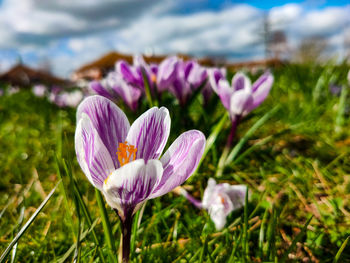 Close-up of purple crocus flowers on field